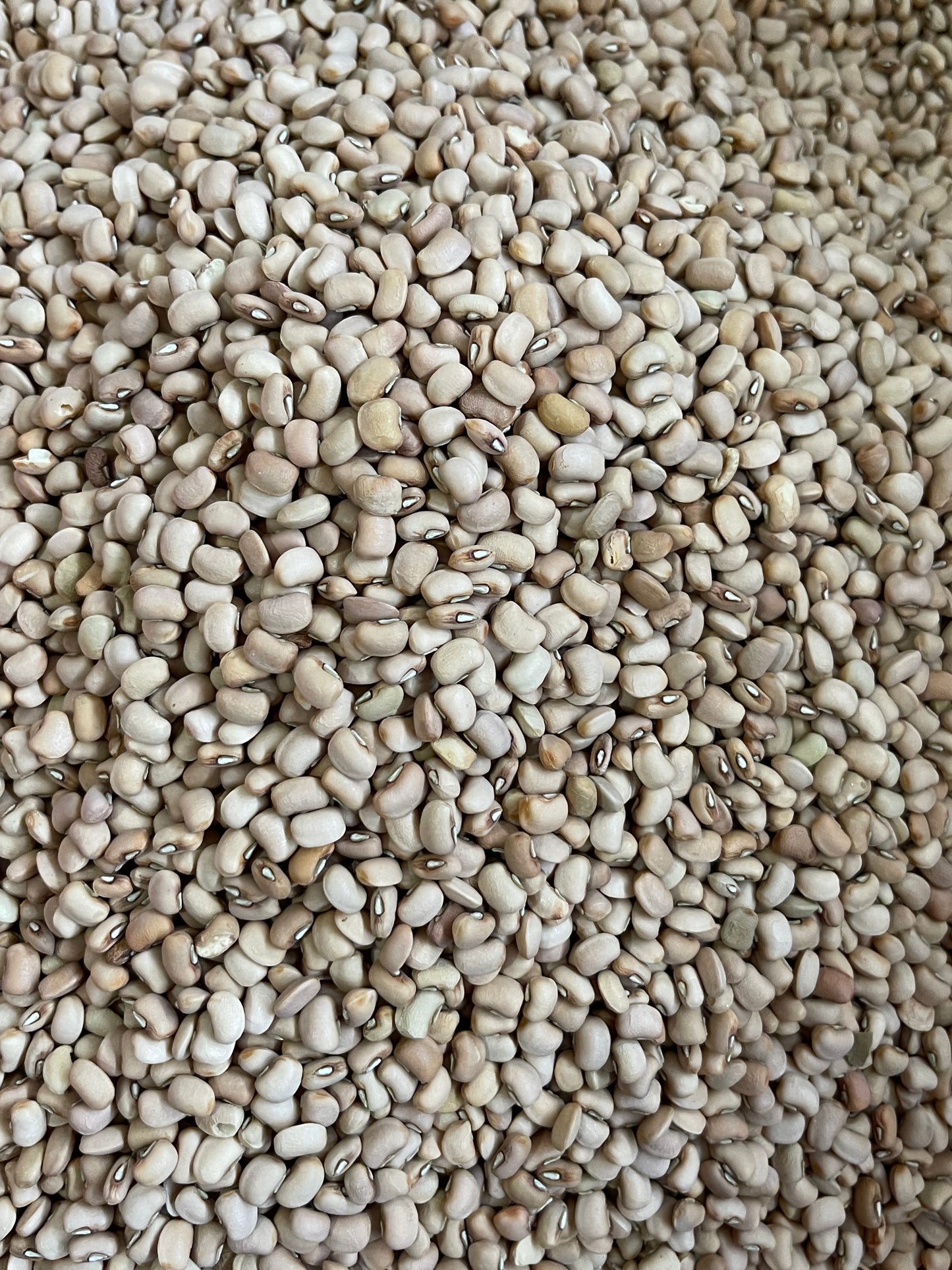 Honey Beans