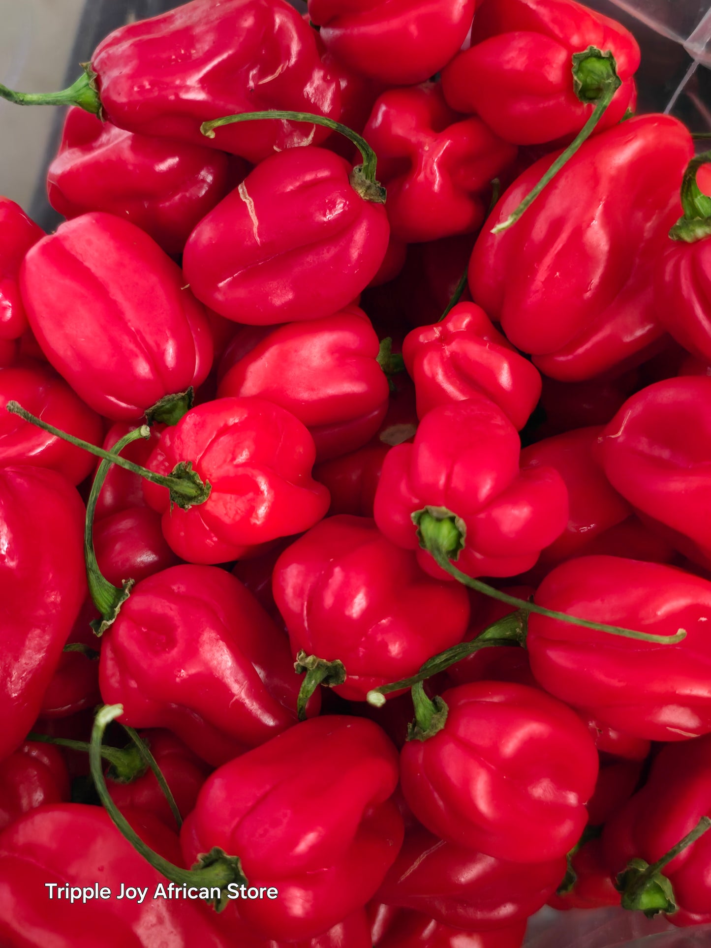 Habanero Red pepper