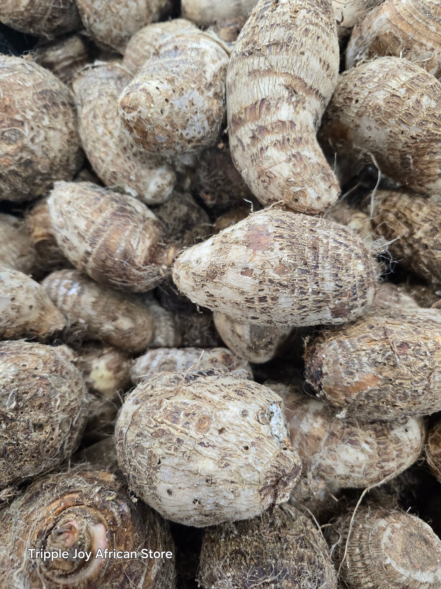 Cocoyam(Taro)