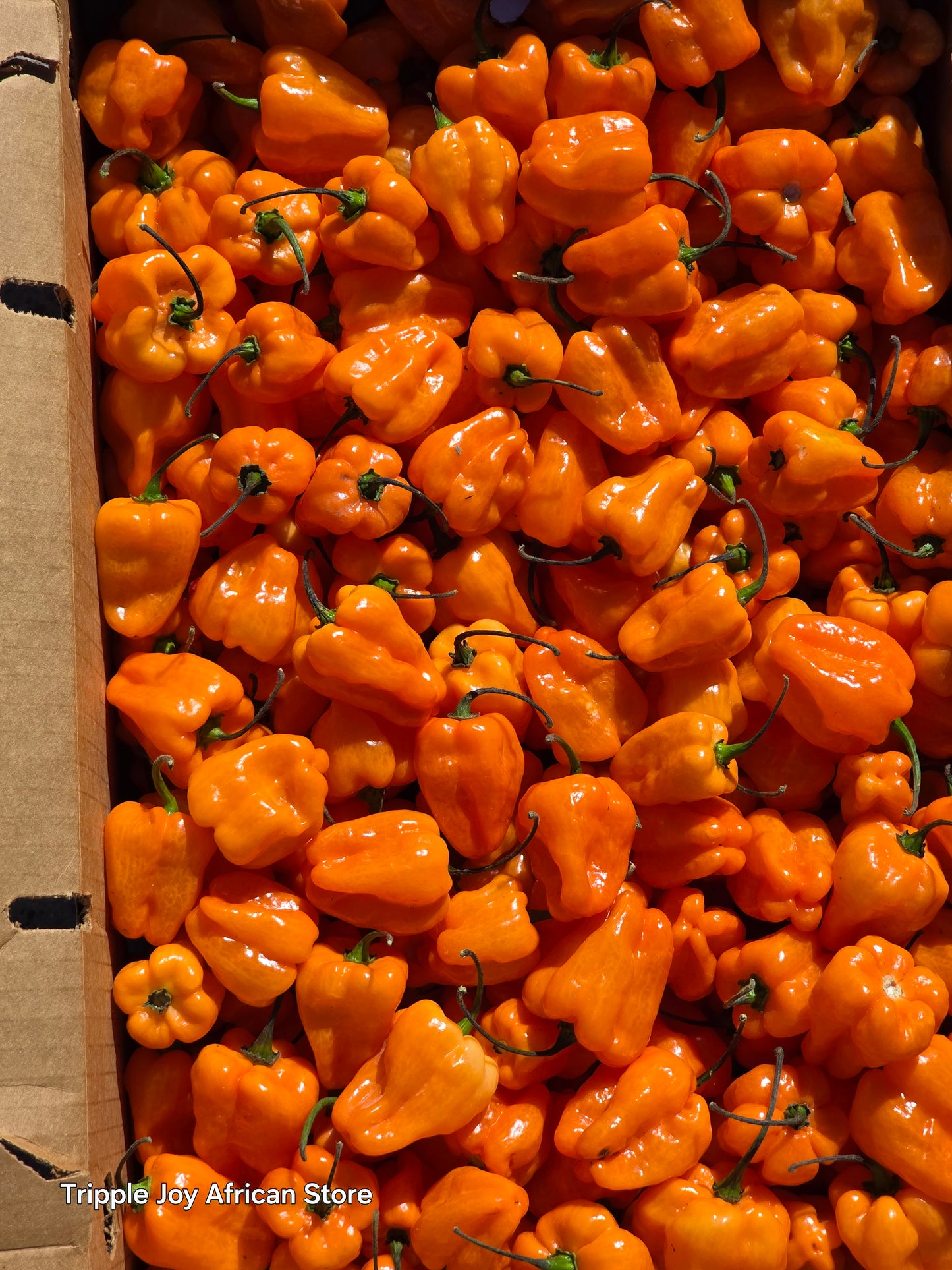 Habanero pepper