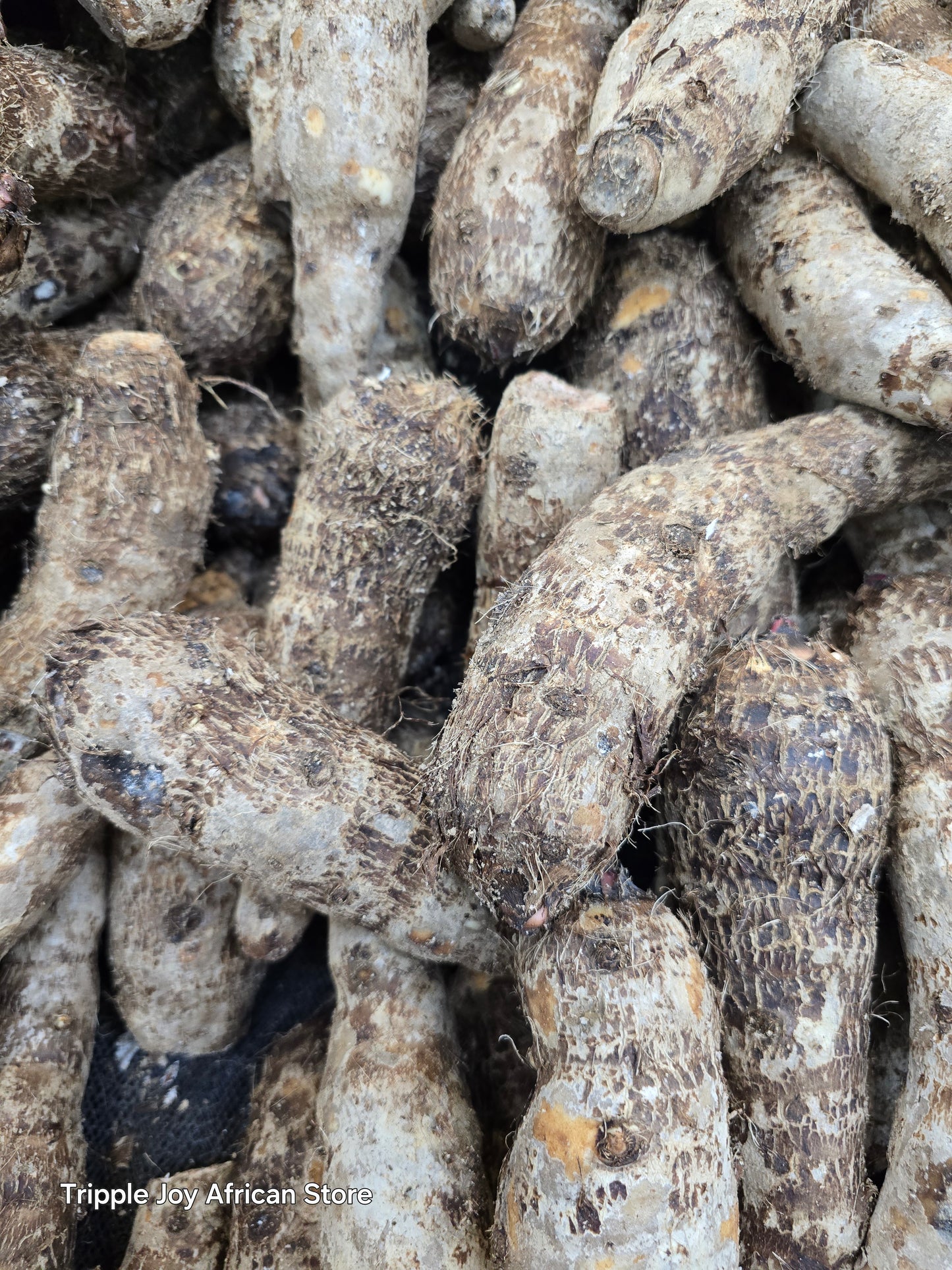 Cocoyam(Taro)