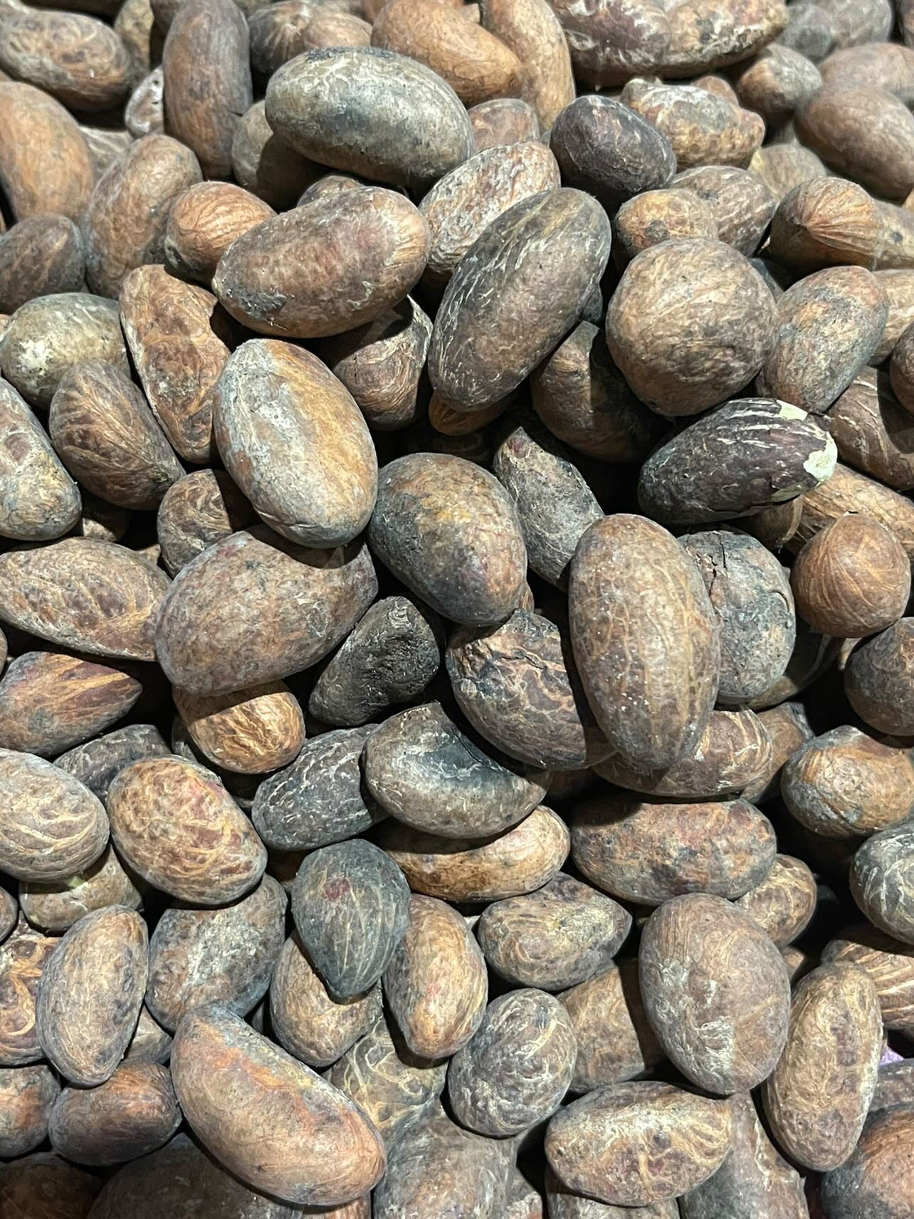 Fresh organics African bitter kola( Orogbo)110g[ 5oz]