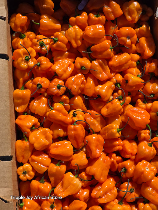 Habanero pepper