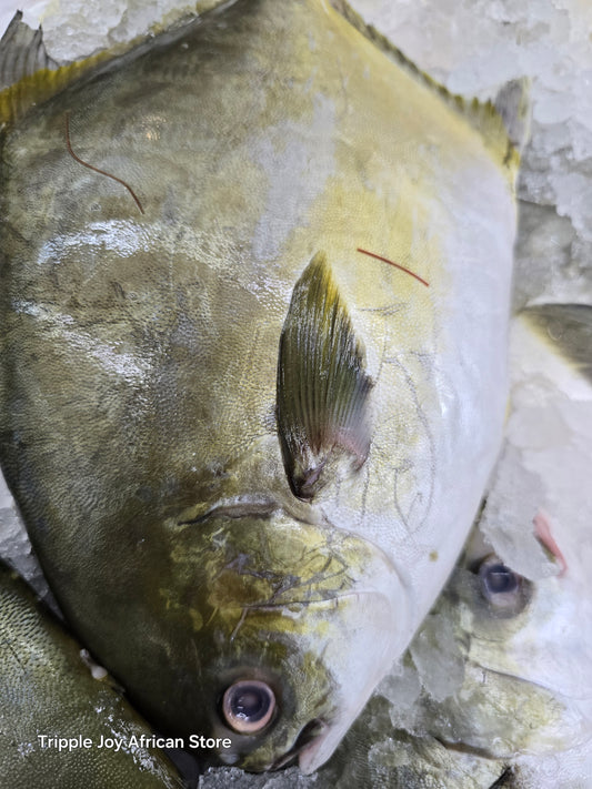 Pompano Fish